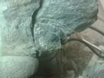 Unusual Pliomera Trilobite From Norway #5897-6